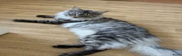 Maine Coon cats for stud: STUDY Beautiful Maine Coon, GCCF, TICA registered  in Ipswich - Advert 2
