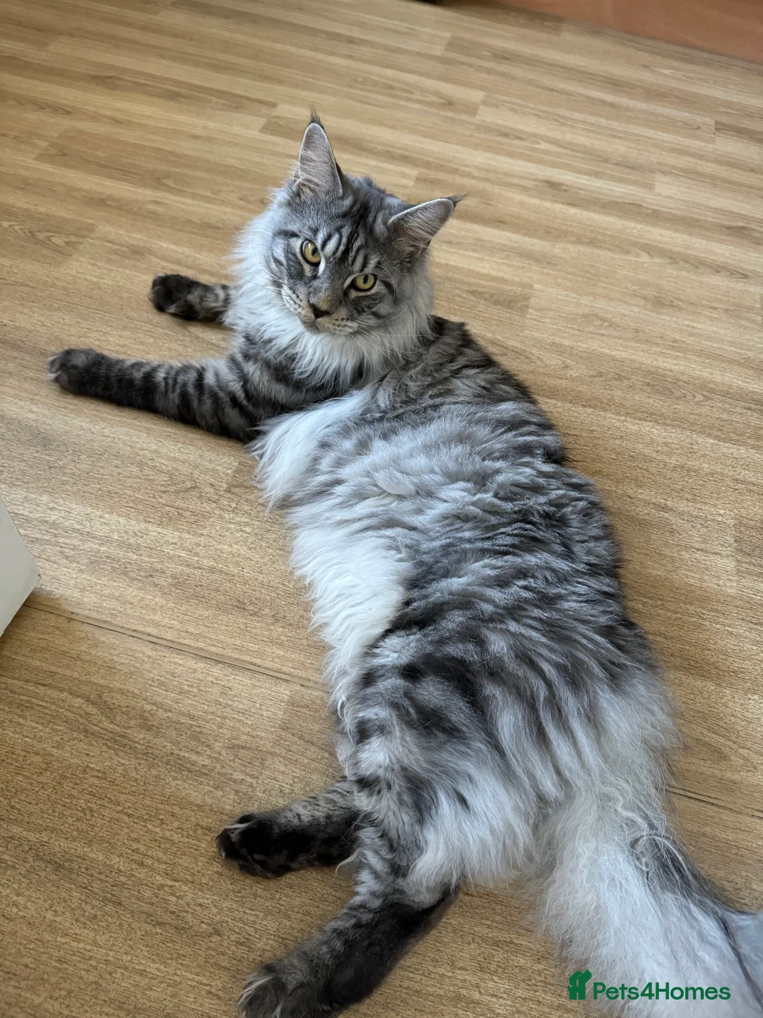 Maine Coon cats for stud: STUDY Beautiful Maine Coon, GCCF, TICA registered  in Ipswich - Advert 2
