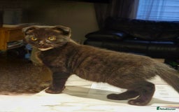 Mixed Breed cats for sale: Scottish Fold Kittens!Rare 🍫chocolate colour🐱 - Image 6