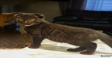 Mixed Breed cats - Advert 2