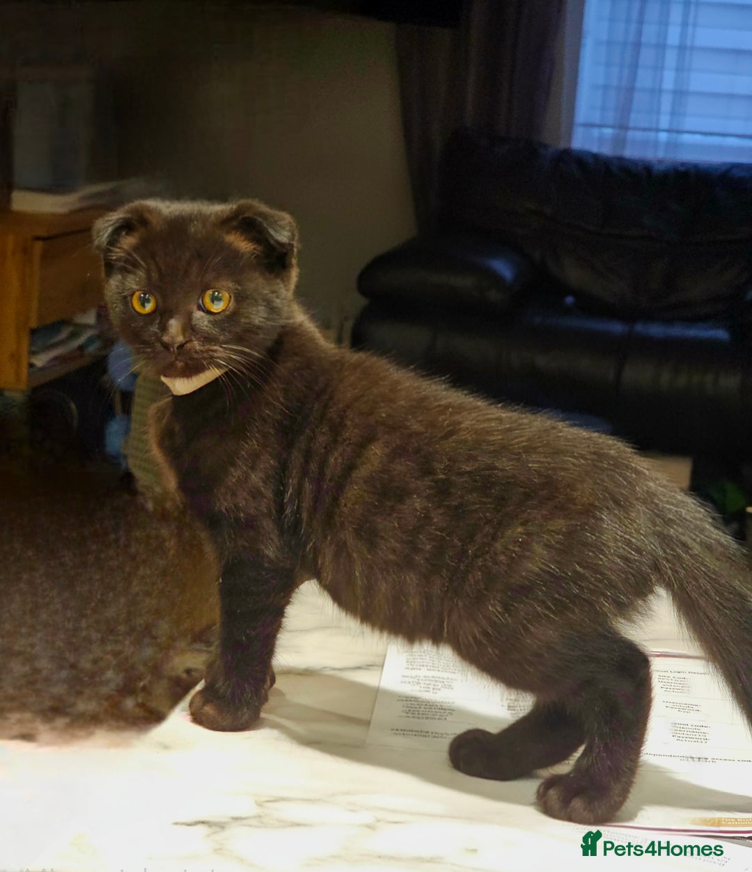 Mixed Breed cats for sale: Scottish Fold Kittens!Rare 🍫chocolate colour🐱 - Image 6