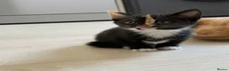 Mixed Breed cats for sale: 3 bsh cross kittens  - Advert 7