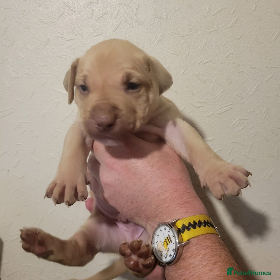 Presa Canario dogs for sale: Stunning litter of Presa Canario Puppies - Image 20