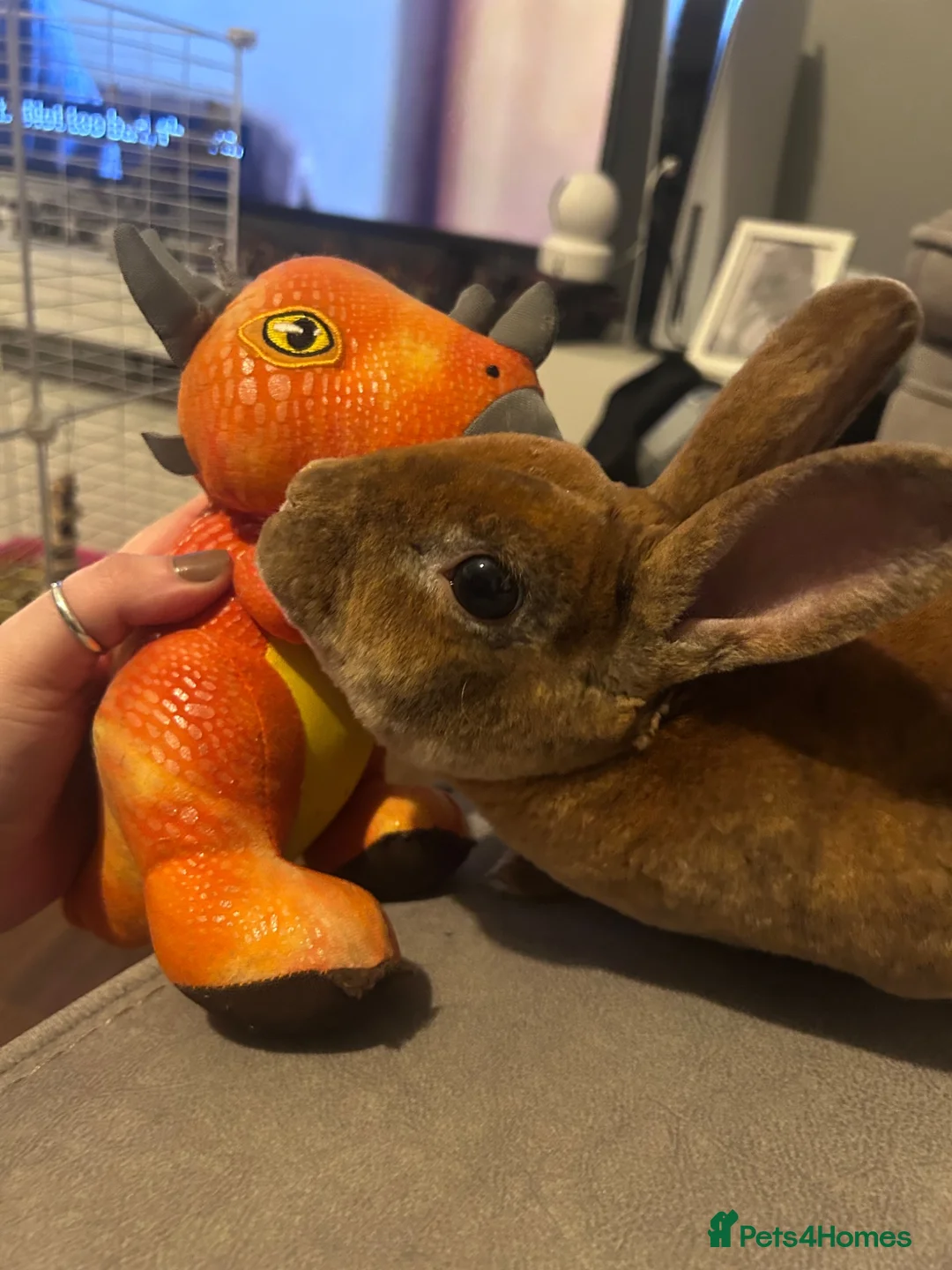 Rex rabbits for sale: Gorgeous Rex Boy - Derek  in Gloucester - Advert 1