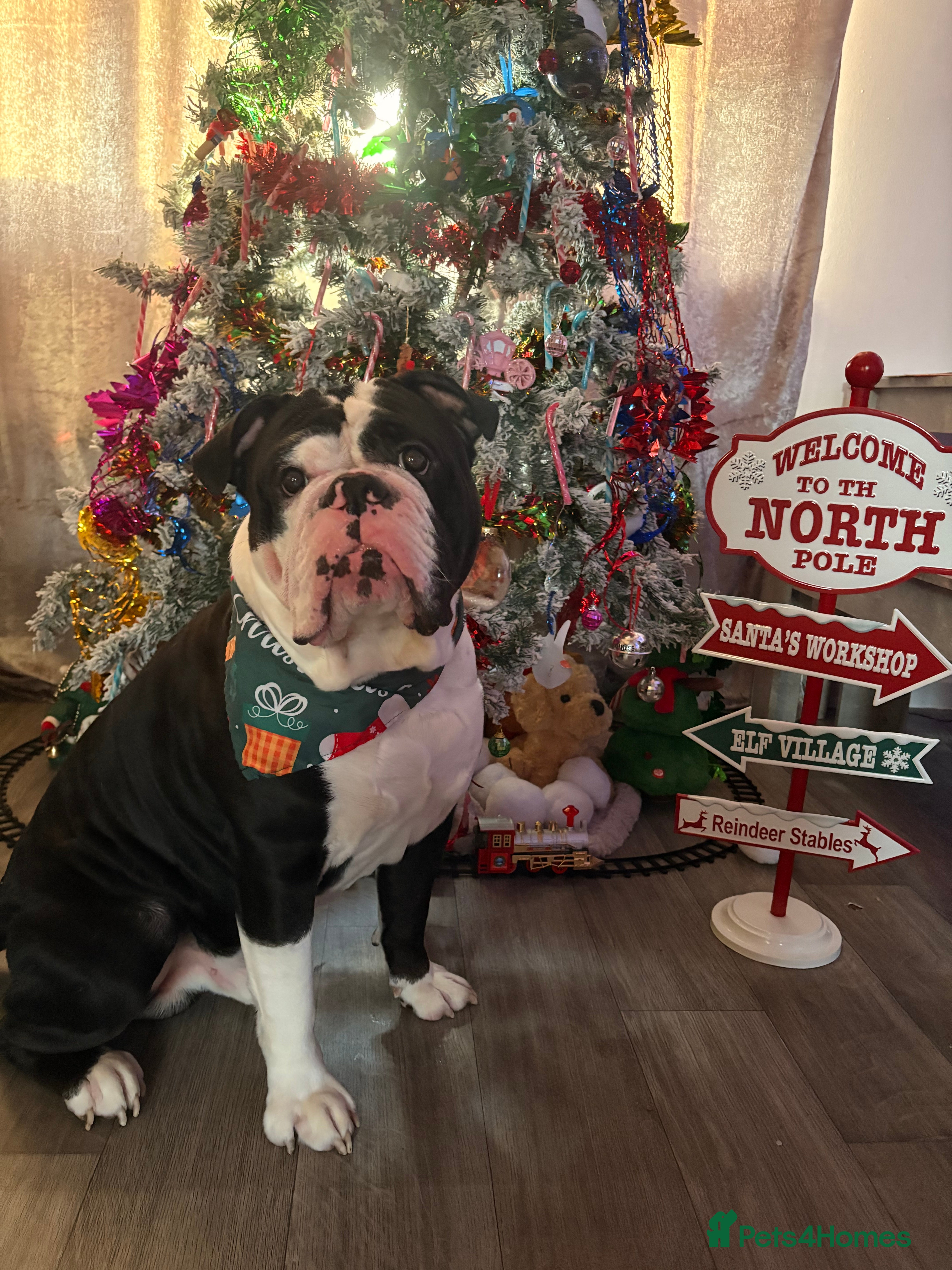 Olde English Bulldogge dogs Mr Beefy - Advert 11