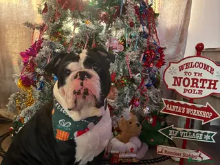 Olde English Bulldogge dogs Mr Beefy - Advert 11