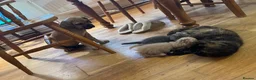 Scottish Fold cats for sale: 2 Beautiful Scottish fold and straight eared girls - Advert 12