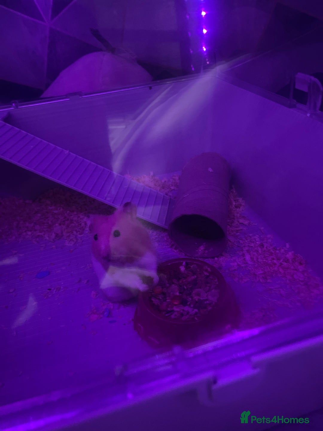 Hamster rodents for sale: Chunk the hamster  - Image 12