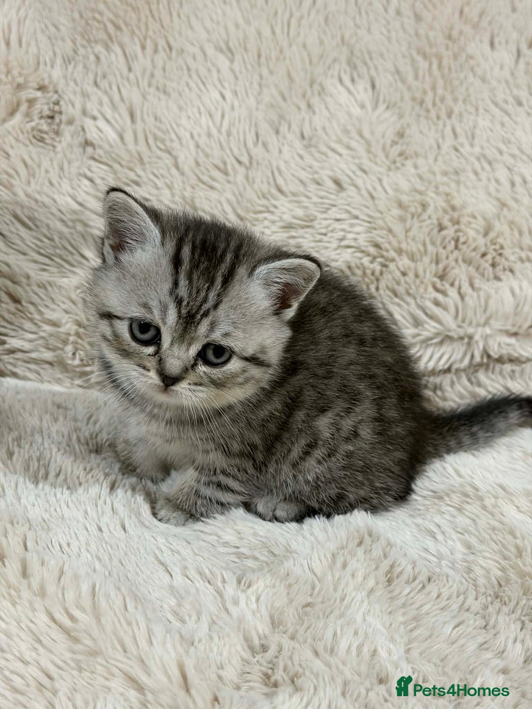 Scottish Fold cats for sale: 4 Scottish fold and British shorthair mix kittens - Advert 10