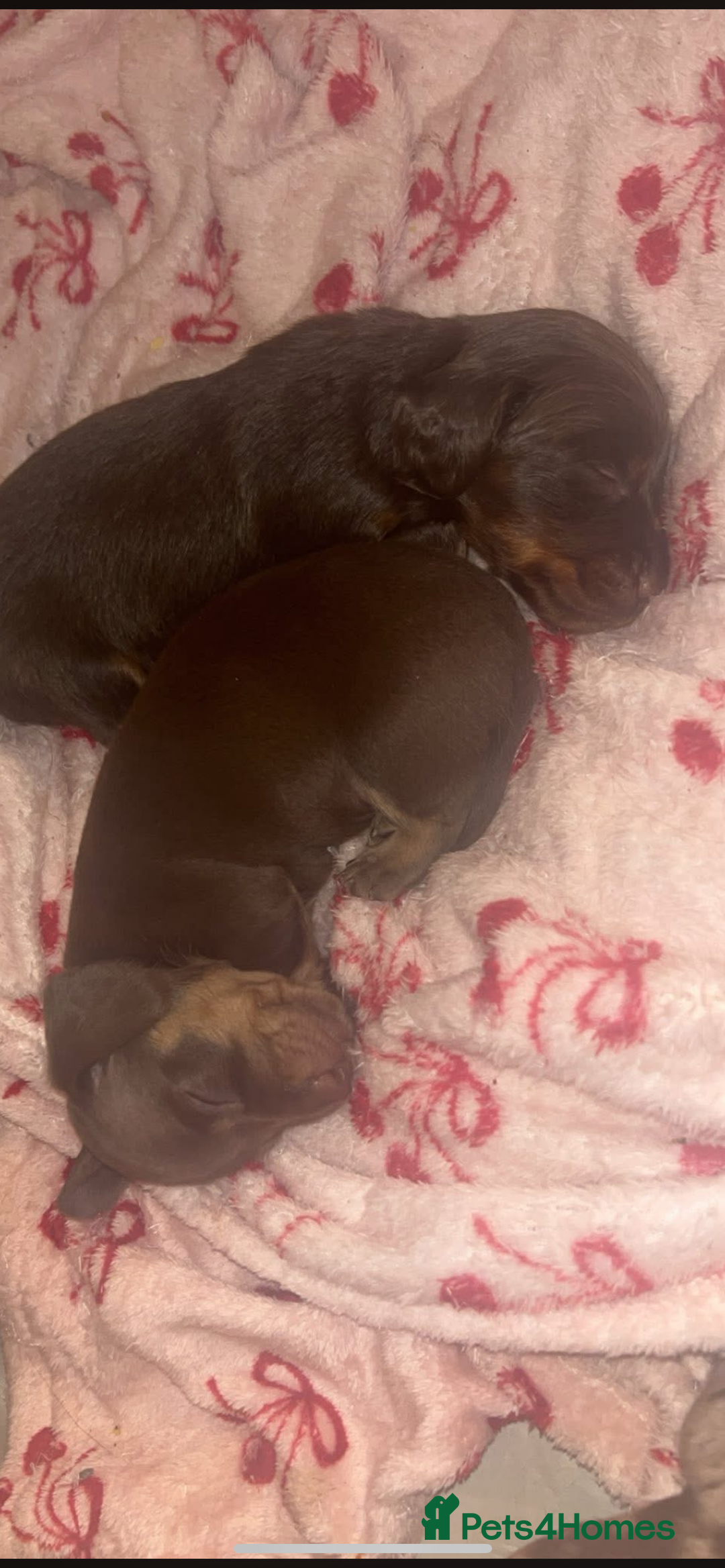 Miniature Dachshund dogs for sale: Miniature dachshund  - Image 11