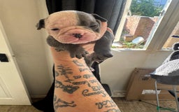 Olde English Bulldogge dogs for sale: English bulldogs  - Image 14