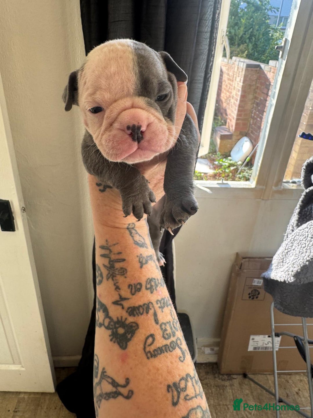 Olde English Bulldogge dogs for sale: English bulldogs  - Image 14