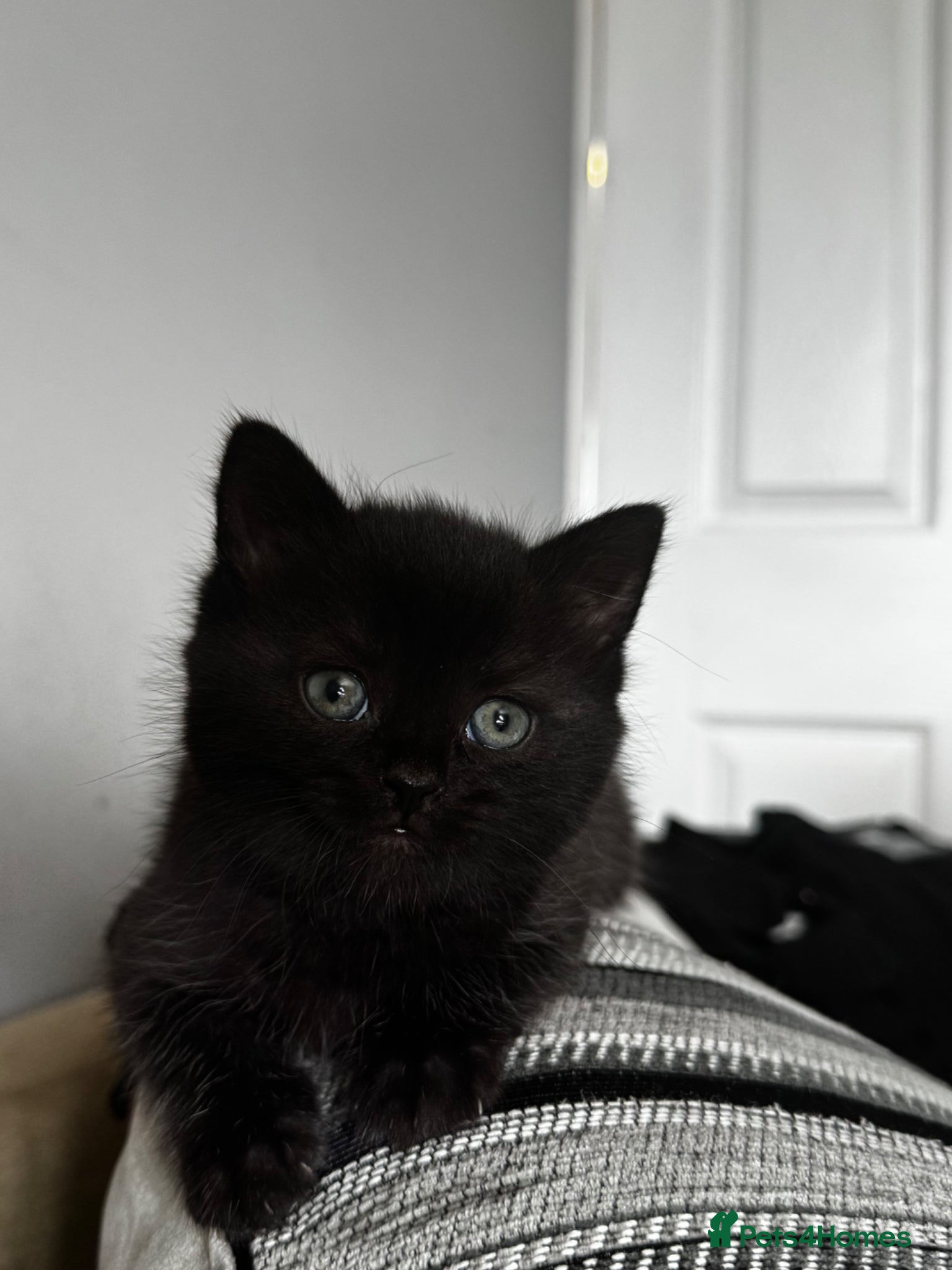 Mixed Breed cats for sale: 2 beautiful female kittens available  - Advert 12