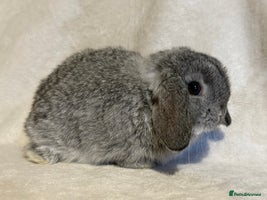 Mini Lop rabbits - Advert 3