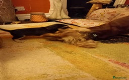 Cockerdor dogs for sale: Stunning Tri-coloured Cockerdors - Image 13