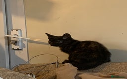 British Shorthair cats for sale: Female totoishell  - Image 1