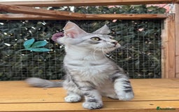 Maine Coon cats for sale: Russian bloodline Maine Coon Kittens 20+Gen! 🏆 - Image 28