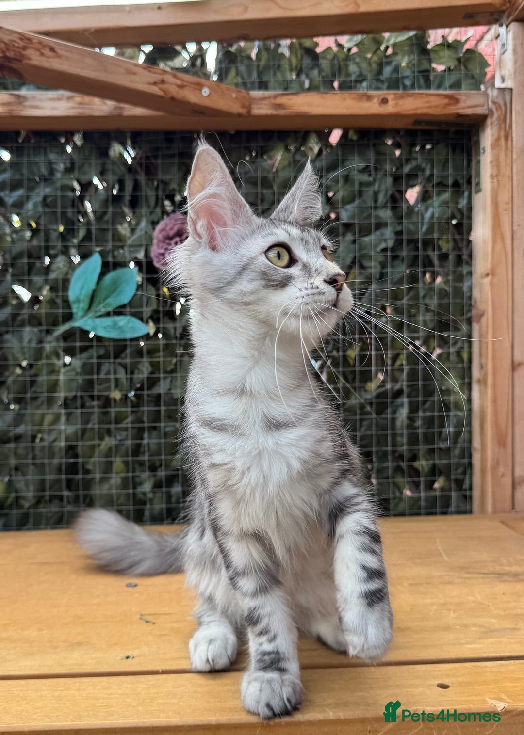 Maine Coon cats for sale: Russian bloodline Maine Coon Kittens 20+Gen! 🏆 - Image 28