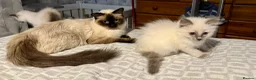 Ragdoll cats for sale:  Ragdoll kittens  - Advert 4