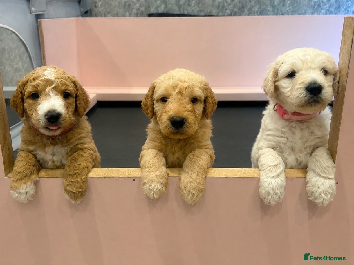 Labradoodle dogs Beautiful F1B Labradoodle Puppies  - Advert 2