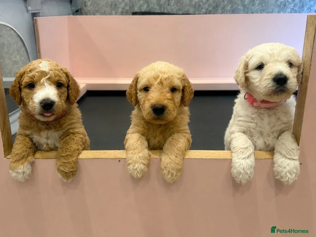 Labradoodle dogs for sale: Beautiful F1B Labradoodle Puppies  - Advert 1