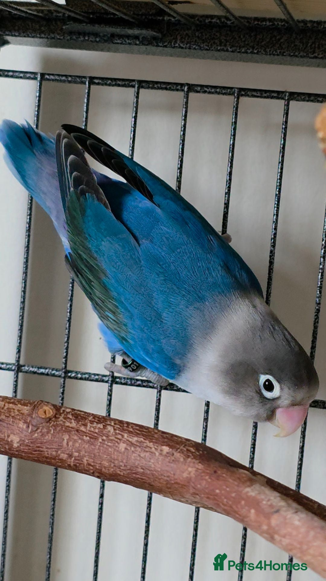 Budgerigars birds Lone lovebird - Advert 1
