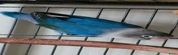 Budgerigars birds for sale: Lone lovebird - Advert 1
