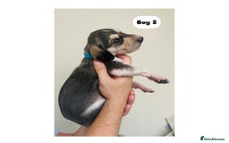 Saluki dogs for sale: KC registered Saluki puppies - Image 9