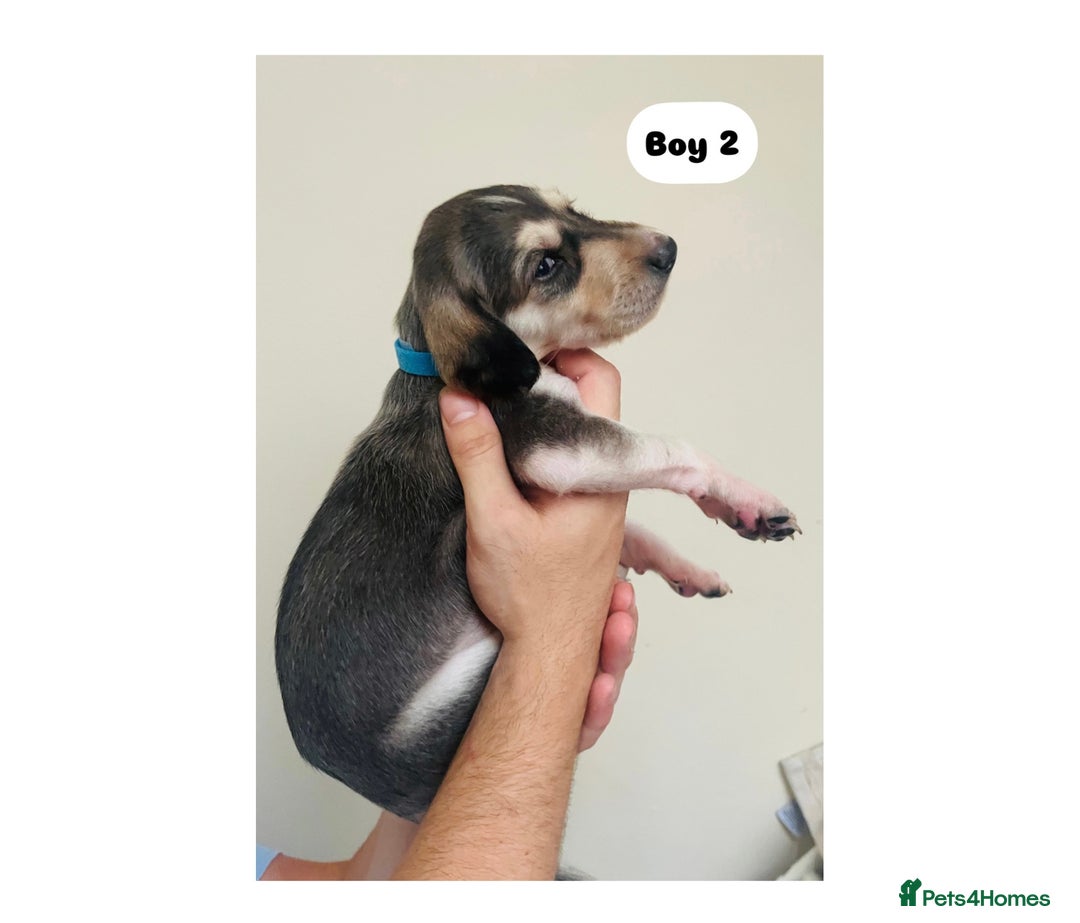 Saluki dogs for sale: KC registered Saluki puppies - Image 9