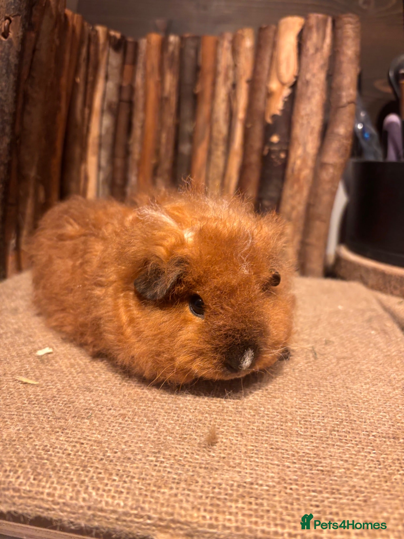 Guinea Pig rodents Merino, texel and coronet guinea pigs  - Advert 1