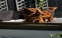 Cocker Spaniel dogs for sale: Beautiful show cocker - Advert 14