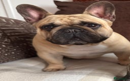 French Bulldog dogs for sale: 🏆KC registered, Standard French Bulldog Puppies🏆 - Image 36