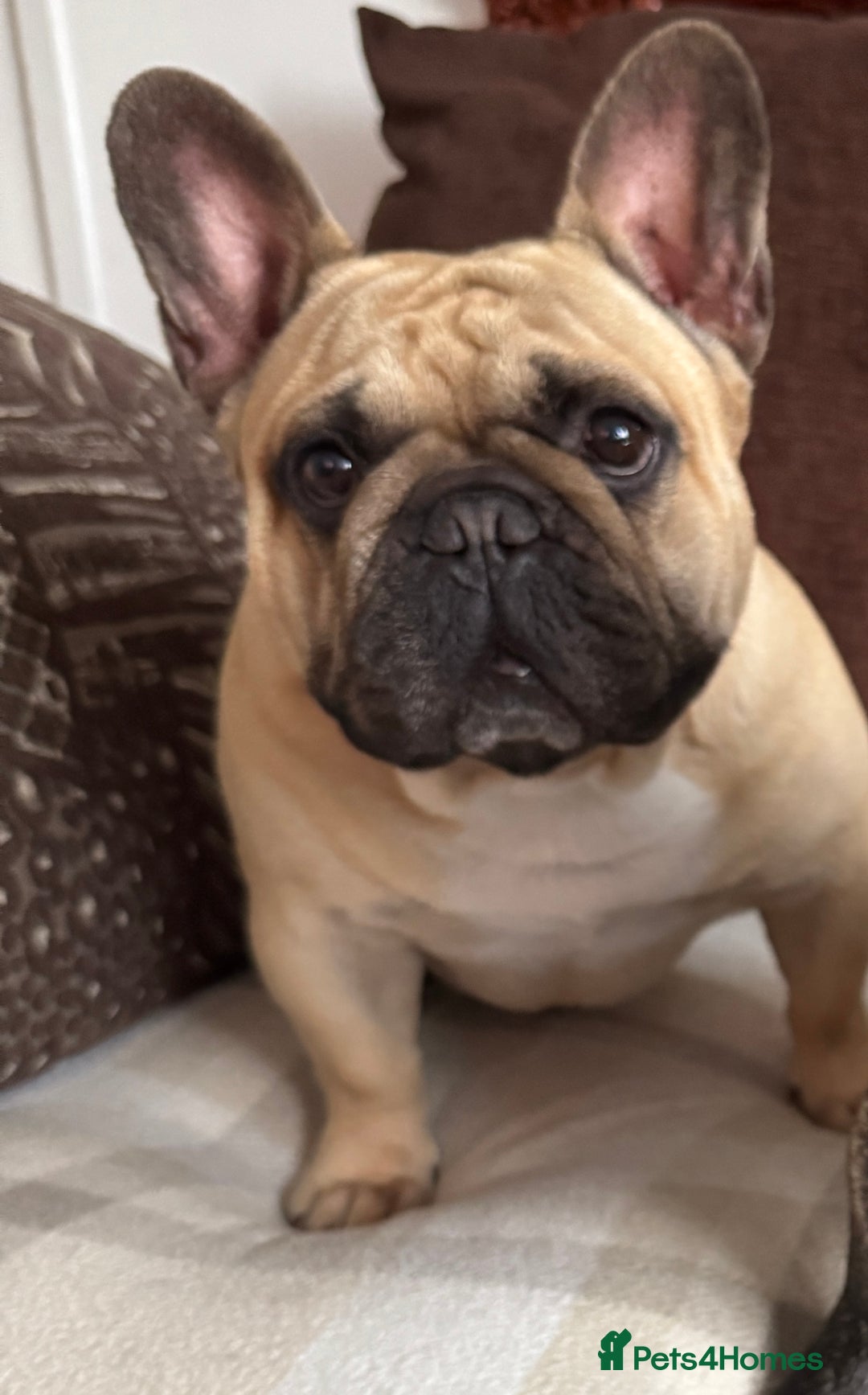 French Bulldog dogs for sale: 🏆KC registered, Standard French Bulldog Puppies🏆 - Image 36