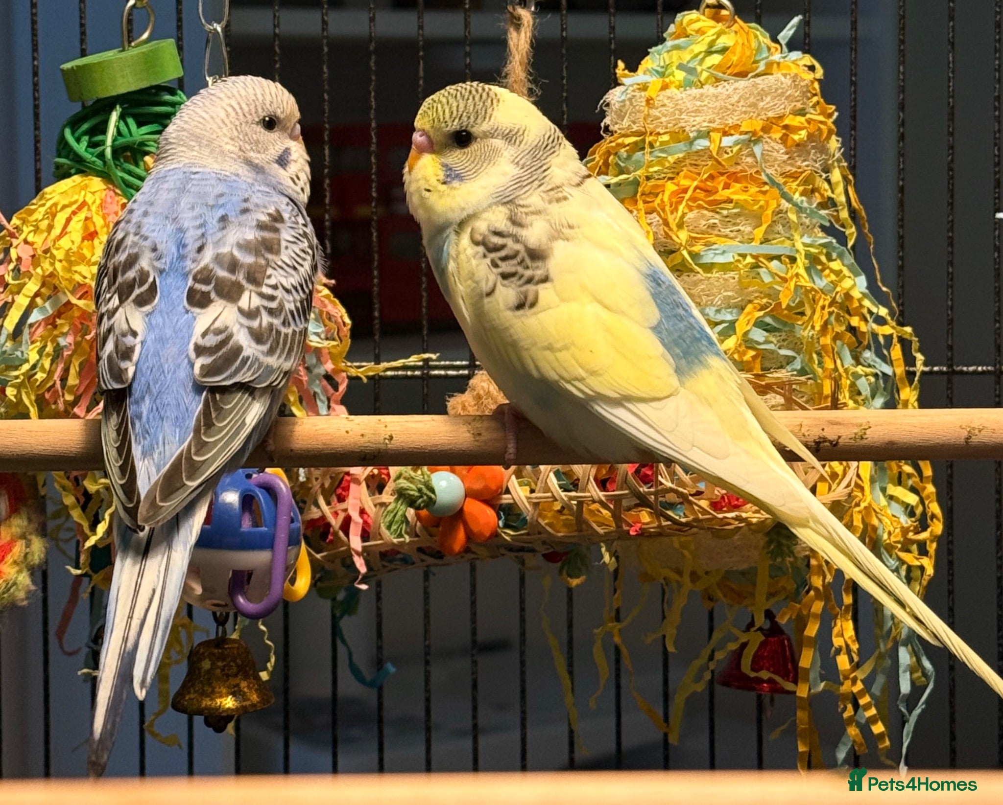 Budgerigars birds   budgies  available 9 weeks old  - Advert 1