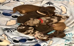 Cocker Spaniel dogs for sale: Cocker spaniel puppies - AVAILABLE 01/01/26  - Image 11