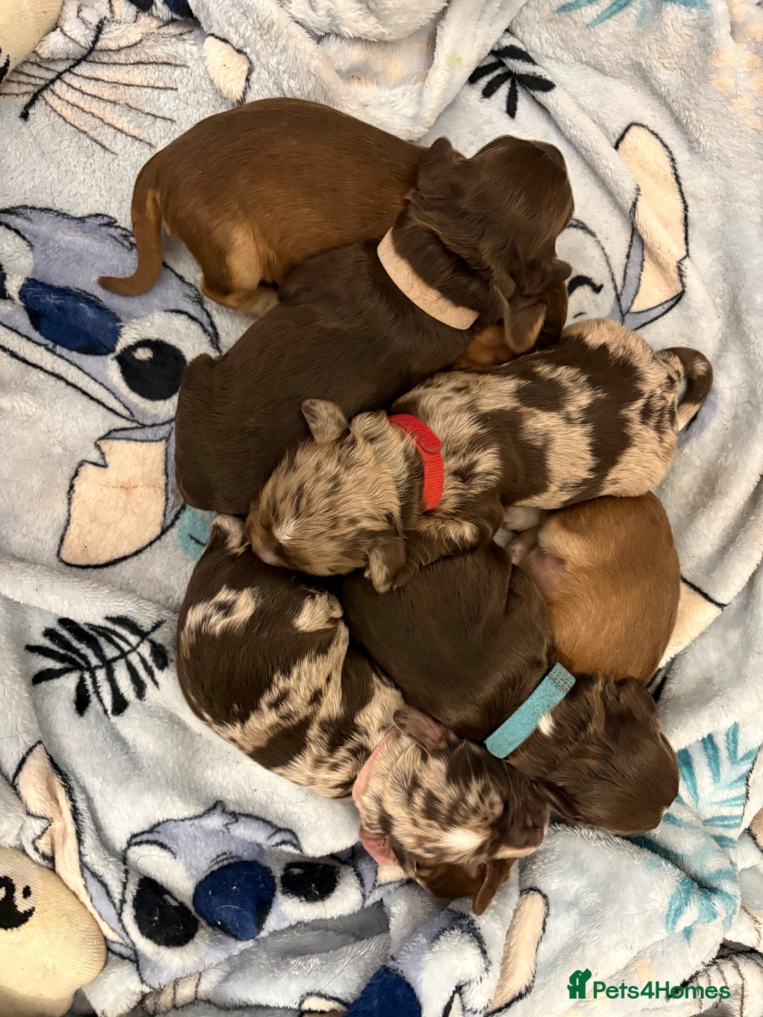 Cocker Spaniel dogs for sale: Cocker spaniel puppies - AVAILABLE 01/01/26  - Image 11