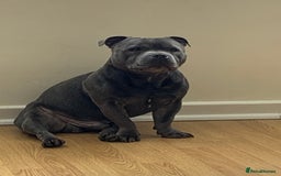 Staffordshire Bull Terrier dogs for sale: Staffordshire bull terrier puppies  - Image 3