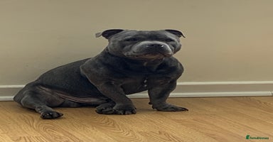 Staffordshire Bull Terrier dogs - Advert 13