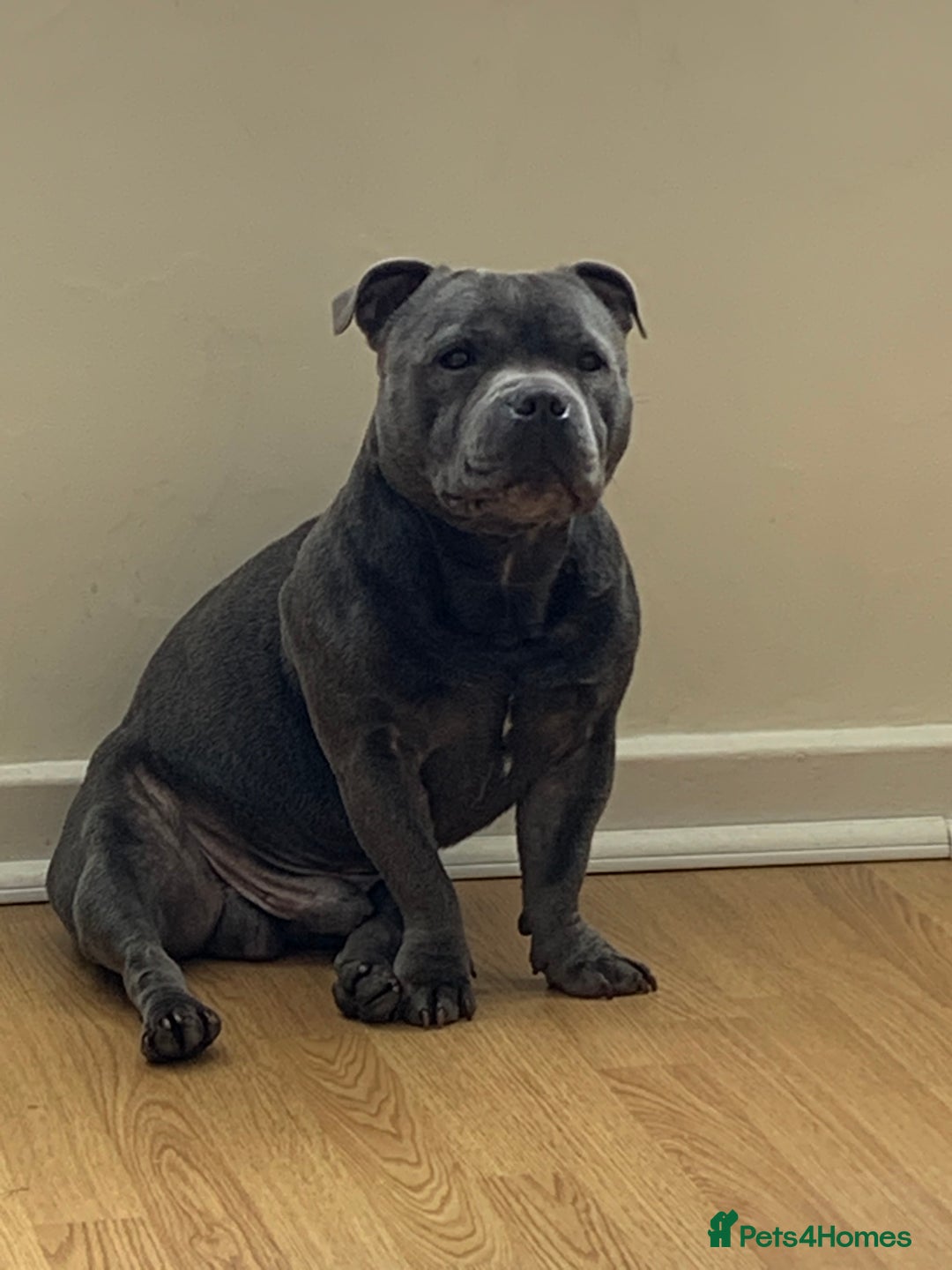 Staffordshire Bull Terrier dogs for sale: Staffordshire bull terrier puppies  - Image 3