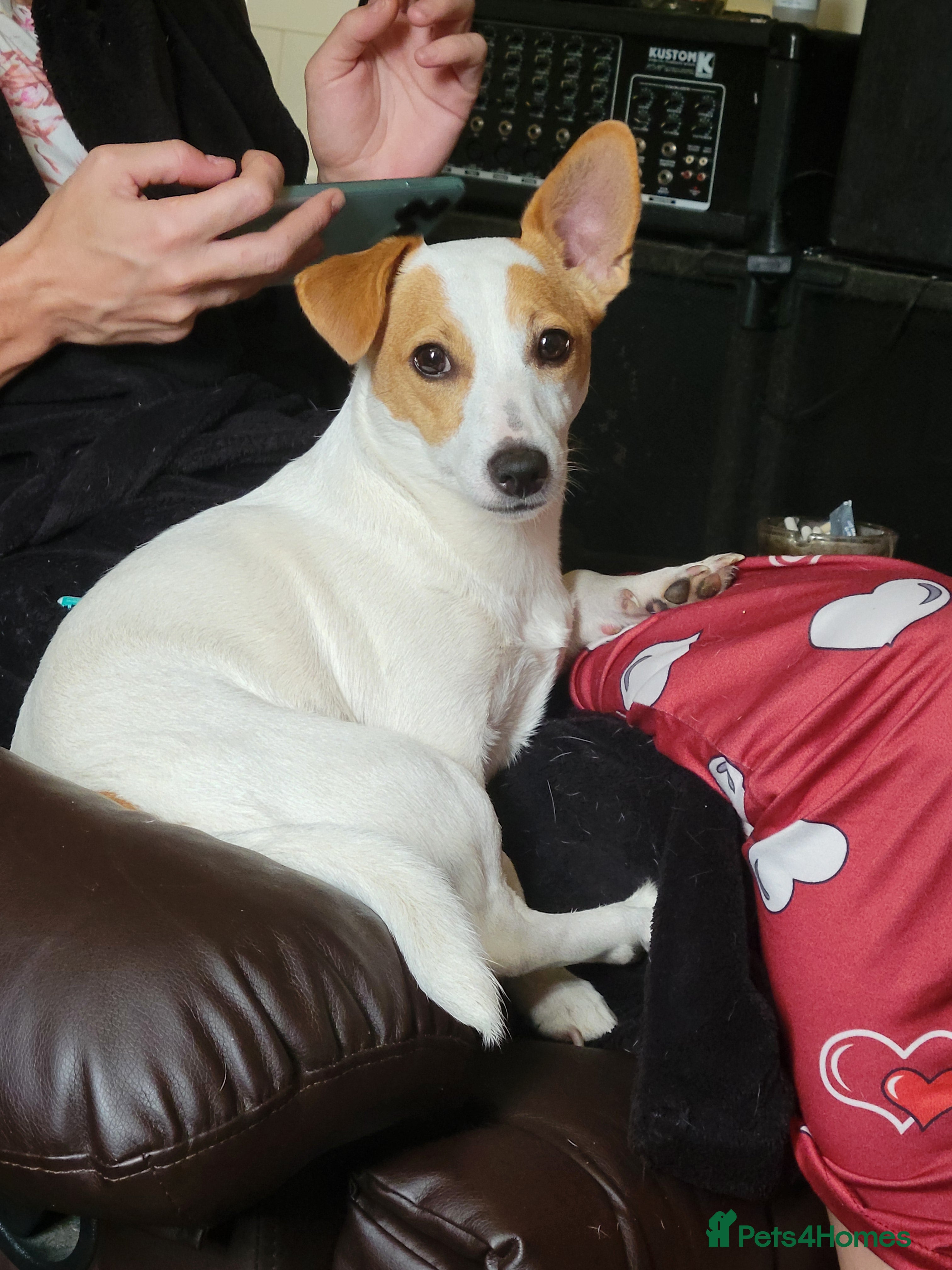 Jack Russell dogs Rehoming jack russell 6 months old female  - Advert 1