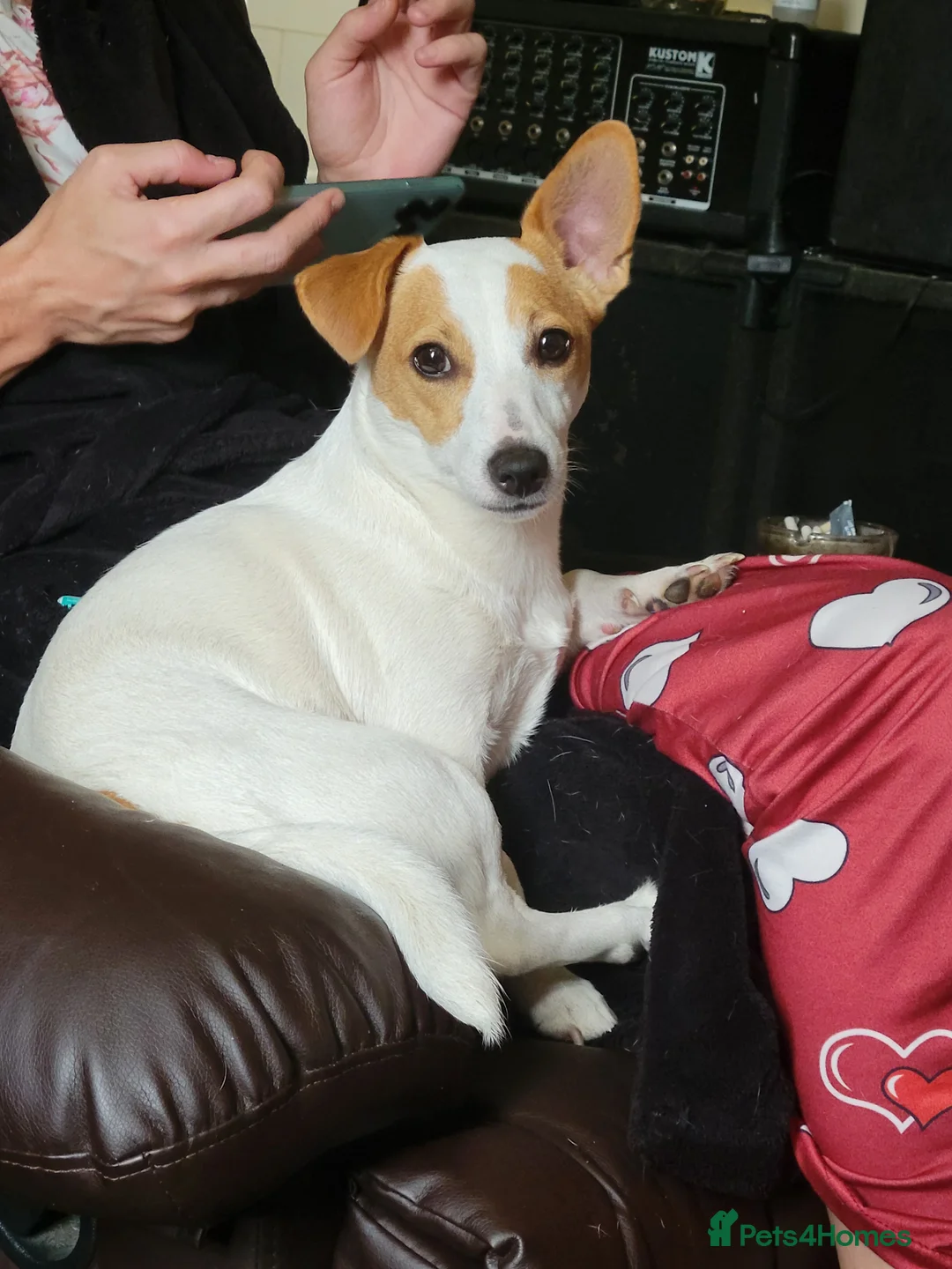 Jack Russell dogs for sale: Rehoming jack russell 6 months old female  in Doncaster - Advert 1