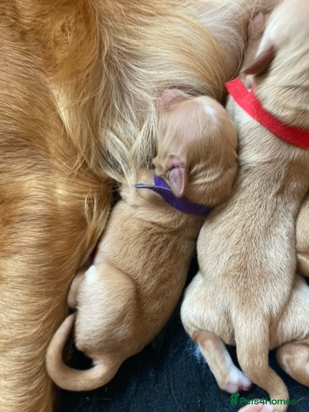 Golden Retriever dogs for sale: 🌟Gorgeous Golden Retriever Puppies🌟 - Image 6