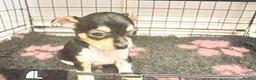 Chihuahua dogs for sale: Chihuahua puppies in Tilbury - Advert 4