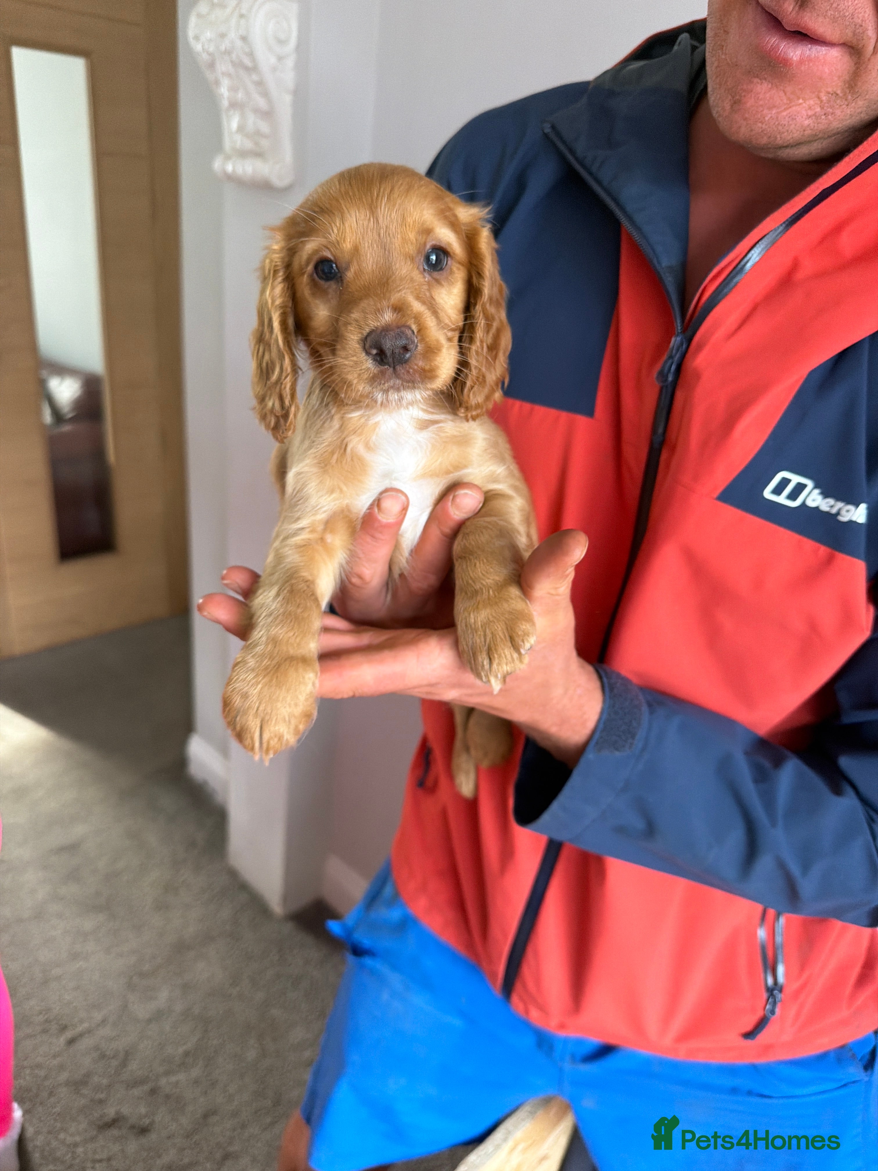 Cocker Spaniel dogs Red KC reg working cocker spaniels  - Advert 2