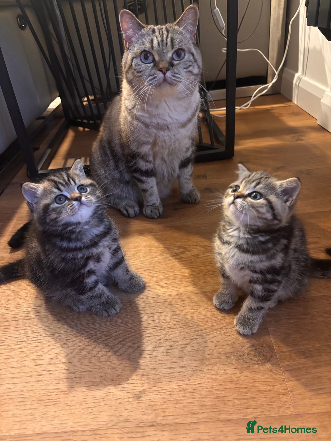 British Shorthair cats for sale: Sunning BSH kittens - ready for  **   - Advert 8