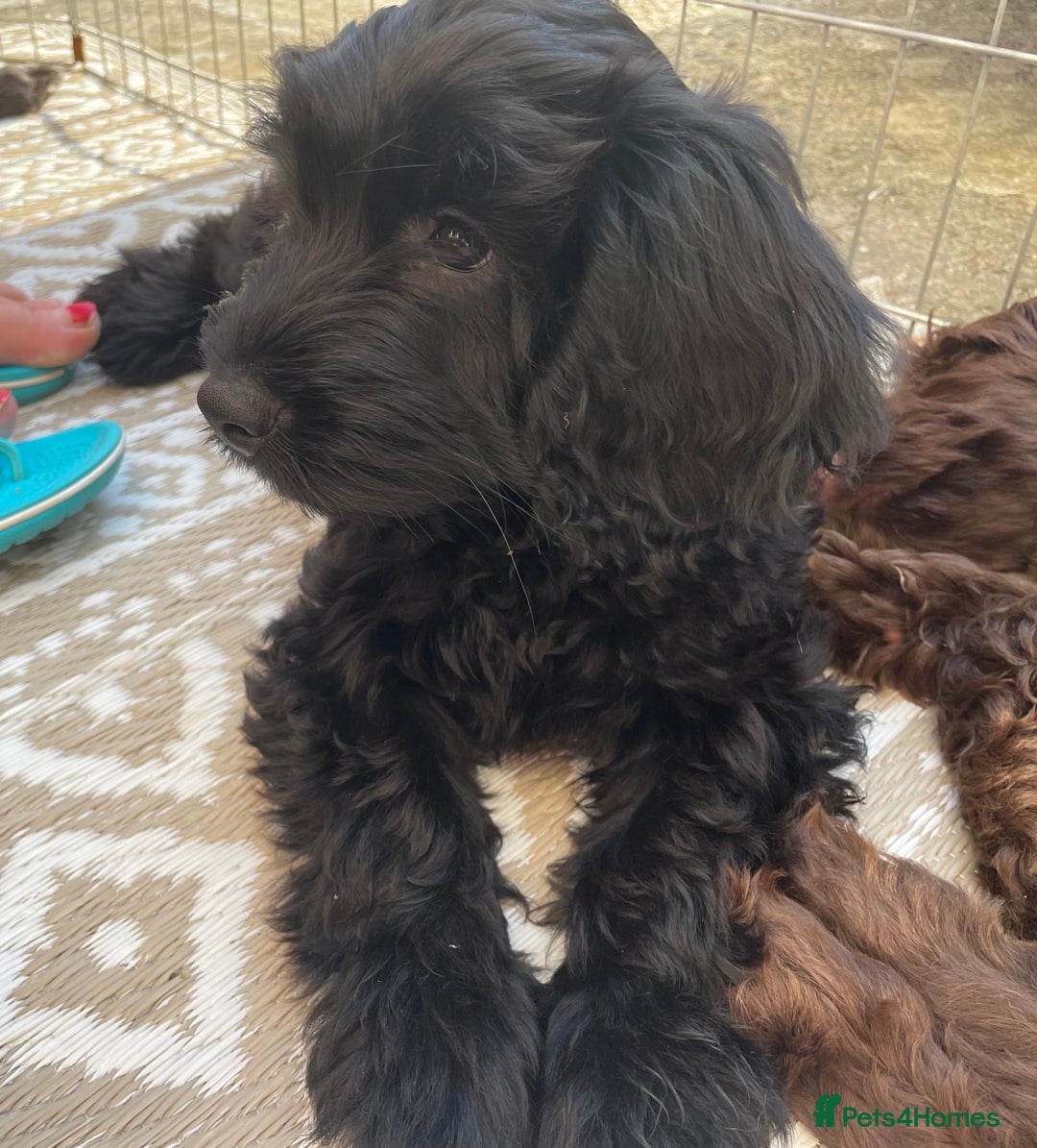 Sproodle dogs for sale: REDUCED 2 x Beautiful F2 Sproodle Girls VACCINATED - Image 34