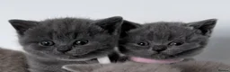 British Shorthair cats for sale: outstanding British shorthair kittens - Advert 14