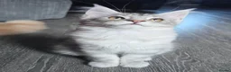 Maine Coon cats for sale: Stunning Maine coon kitten - Advert 2