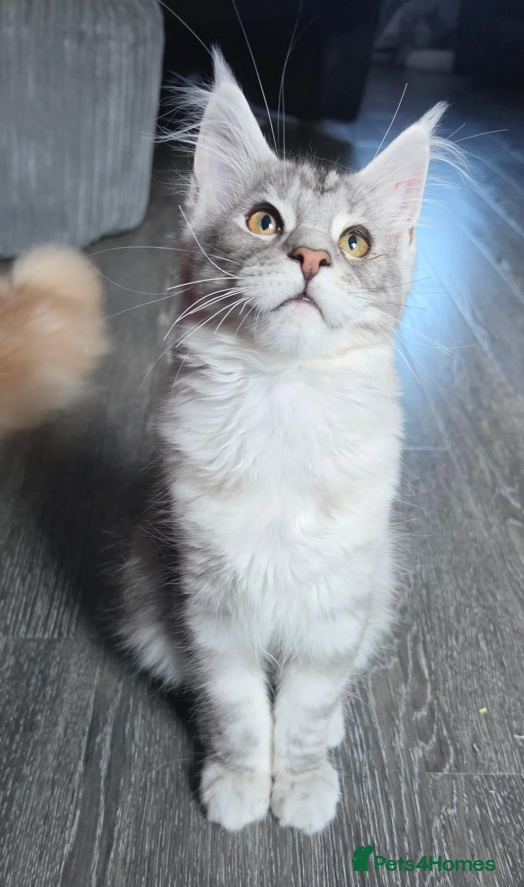 Maine Coon cats for sale: Stunning Maine coon kitten - Advert 2