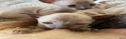 Cornish Rex cats for sale: 4 beautiful Cornish Rex girls  - Advert 9